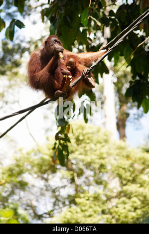 Orang-Utan mit jungen Baby Essen Zuckerrohr, Sepilok Orang Utan Rehabilitation Centre Sandakan, Borneo Stockfoto