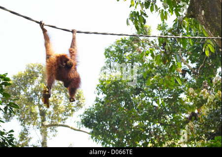 Orang-Utan mit jungen Baby Essen Zuckerrohr, Sepilok Orang Utan Rehabilitation Centre Sandakan, Borneo Stockfoto