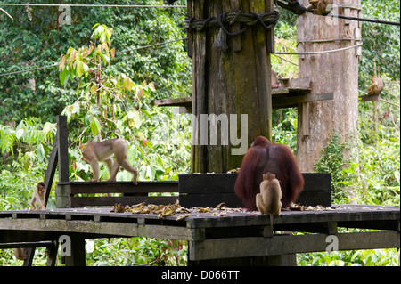 Eine männliche Orang-Utan und Makaken-Affen auf die Fütterung Plattform, Sepilok Orang Utan Rehabilitation Centre, Sandakan, Borneo Stockfoto