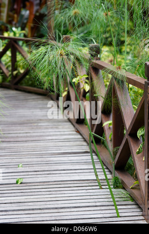 Papyrus wächst durch die Promenade, Sabah, Borneo Stockfoto