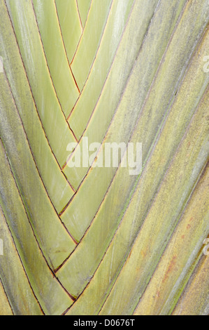 Nahaufnahme des Reisenden (Ravenala Madagascariensis) Palmblatt, Sandakan, Borneo Stockfoto