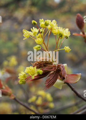 Ahornbaum Blüte, wahrscheinlich Acer Platanoides Spitzahorn in springtome Stockfoto