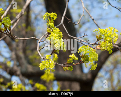 Ahornbaum Blüte, wahrscheinlich Acer Platanoides Spitzahorn in springtome Stockfoto