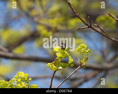 Blühende Ahornbaum mit Hummel, wahrscheinlich Acer Platanoides Spitzahorn im Frühling Stockfoto