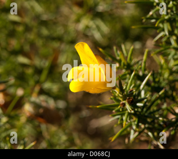 Gelbe Ginster Blume in der Sonne im Winter mit stacheligen Blätter Stockfoto