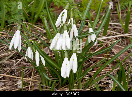 Wilde Schneeglöckchen, Galanthus Reginae-Olgae SSP Vernalis, blühen im zeitigen Frühjahr in offenen Wäldern, Nord-West-Griechenland Stockfoto