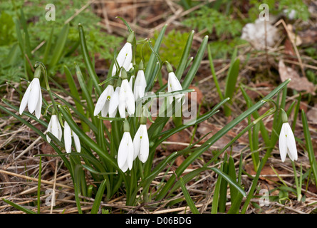 Wilde Schneeglöckchen, Galanthus Reginae-Olgae SSP Vernalis, blühen im zeitigen Frühjahr in offenen Wäldern, Nord-West-Griechenland Stockfoto