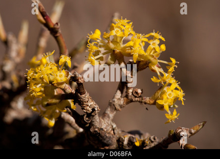 Cornelian Cherry, Cornus Mas, in Blüte, Frühjahr. Griechenland. Stockfoto