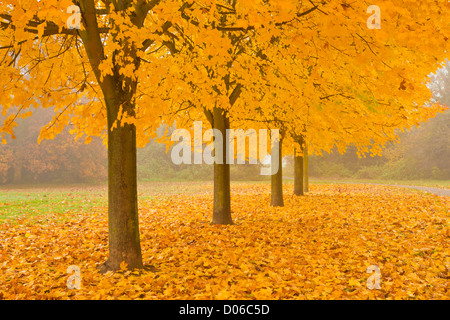 Misty Sycamore Tree Avenue im Herbst, Long Eaton, Nottingham, England, GB, UK, EU Stockfoto