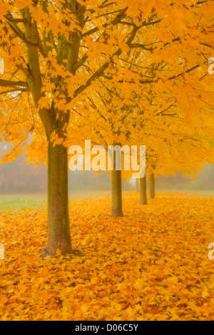 Misty Sycamore Tree Avenue im Herbst, Long Eaton, Nottingham Stockfoto