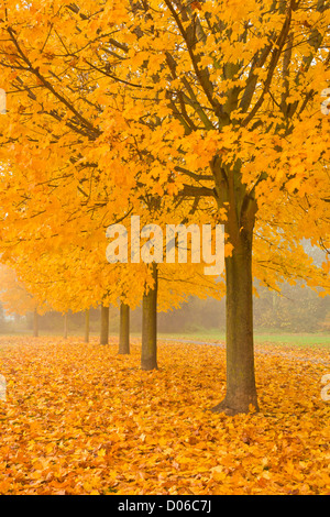 Misty Sycamore Tree Avenue im Herbst, Long Eaton, Nottingham, England, GB, UK, EU Stockfoto