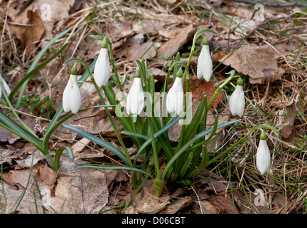 Wilde Schneeglöckchen, Galanthus Reginae-Olgae SSP Vernalis, blühen im zeitigen Frühjahr in offenen Wäldern, Nord-West-Griechenland Stockfoto