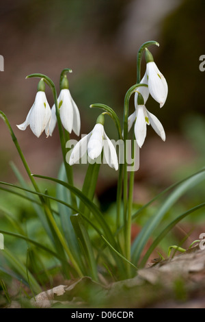 Wilde Schneeglöckchen, Galanthus Reginae-Olgae SSP Vernalis, blühen im zeitigen Frühjahr in offenen Wäldern, Nord-West-Griechenland Stockfoto