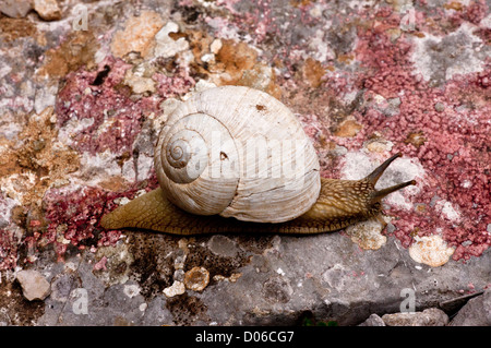 Essbare oder Roman, Schnecke, Helix Pomatia Weiden auf Flechten. Kalkstein, Vikos-Schlucht, Griechenland. Stockfoto