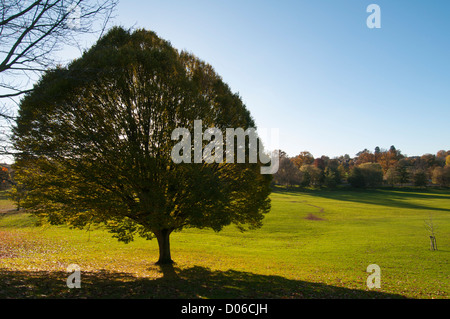 Herbst-Szene in Gadebridge Park, Hemel Hempstead, Hertfordshire, UK. Stockfoto