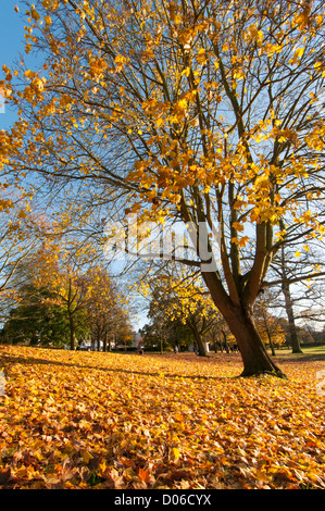 Herbst-Szene in Gadebridge Park, Hemel Hempstead, Hertfordshire, UK. Stockfoto