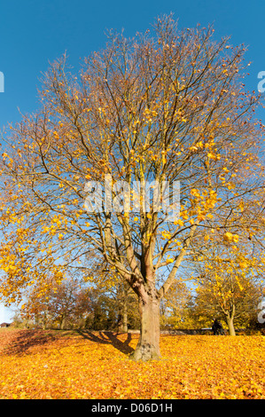 Herbst-Szene in Gadebridge Park, Hemel Hempstead, Hertfordshire, UK. Stockfoto