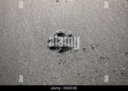 Hund Fußdruck auf sand Stockfoto