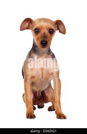 Schöne Yorkshire mit kurzen Haaren isoliert auf weißem Hintergrund Stockfoto