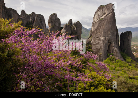 Judas Baum blüht im Frühjahr mit Konglomerat Felsen in Meteora - UNESCO-Welterbe in Nord-Zentral-Griechenland. Stockfoto