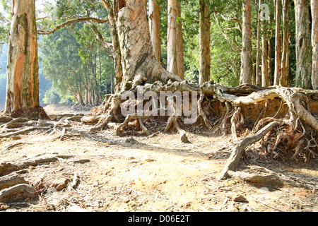 Strebepfeiler Wurzel am Boden Stockfoto