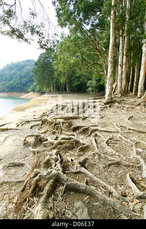 Strebepfeiler Wurzel am Boden Stockfoto
