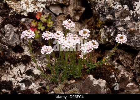 Verbrannte Schleifenblume, Aethionema saxatile blüht auf Kalkfelsen, Parnass. Stockfoto