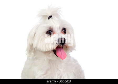 Schöne weiße Bichon Malteser auf weißen Hintergrund isoliert Stockfoto