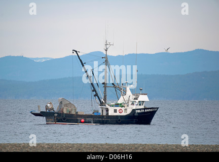 Hering Angeln Boot arbeiten schließen Küstenfischerei in Georgia Straight in Parksville, Vancouver Island, BC. Kanada. SCO 8781 Stockfoto