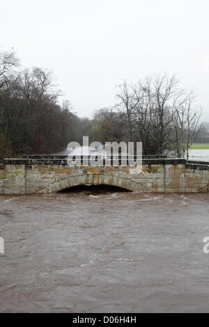 Lochlip Road, Lochwinnoch, Renfrewshire, Schottland, Großbritannien, Montag, 19th. November 2012. Eine Frau, die nach starkem Regen die steinerne Straßenbrücke über den Fluss Calder überquert. Für ein Beispiel, wie der Fluss normalerweise aussieht, siehe Alamy image Referenznummer D06FT3 Stockfoto