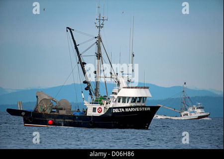 Hering Angeln Boot arbeiten schließen Küstenfischerei in Georgia Straight in Parksville, Vancouver Island, BC. Kanada.  SCO 8783 Stockfoto