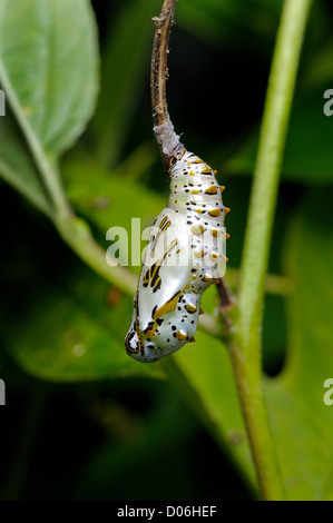 Bunte Fritillary Schmetterling Raupe Crysalis, Euptoieta claudia Stockfoto