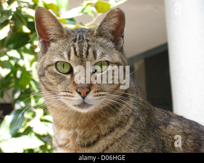 Katze, Nahaufnahme. Stockfoto