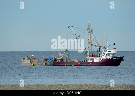 Hering Angeln Boot arbeiten schließen Küstenfischerei in Georgia Straight in Parksville, Vancouver Island, BC. Kanada.  SCO 8791 Stockfoto