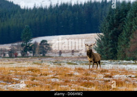 Rothirsch Hirsch fotografiert in den Cairngorms den schottischen Highlands Cervus elaphus Stockfoto