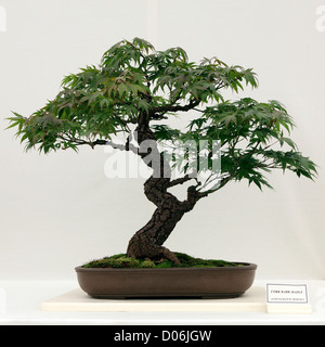 Zarte Kork RINDE Ahorn Bonsai Baum Acer Palmatum Arakawa, vor einem hellen Hintergrund gesetzt. Stockfoto