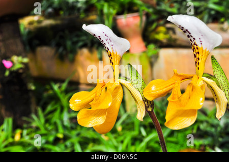 Nahaufnahme der Gelbe Frauenschuh Orchidee (Paphiopedilum Villosum) Stockfoto