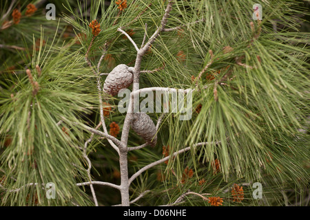 Kalabrische Kiefer, Pinus voll - Nadeln und Zapfen. Delphi, Griechenland. Stockfoto