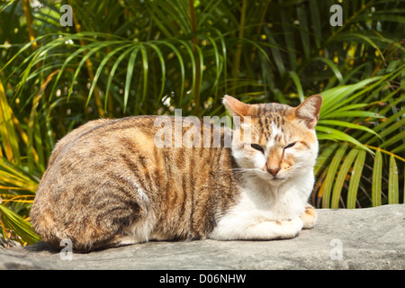 Eine Katze liegend auf Felsen Stockfoto