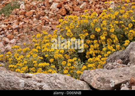 Jerusalem Salbei, Phlomis Fruticosa in voller Blüte in Delphi, Griechenland. Stockfoto