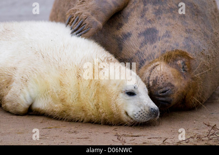 Grau Dichtung Mutter und Cub Stockfoto