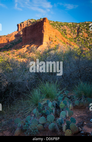 Sandsteinwand und Feigenkaktus im Caprock Canyons State Park Stockfoto