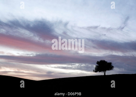 Einsamer Silhouette Baum gegen den Abendhimmel Stockfoto