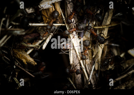 Holz Ameisen verteidigen das Nest. Stockfoto