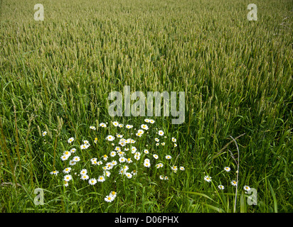 Bereich der Weizen und Ochsen-Auge Daisys Moray Schottland.  SCO 8445 Stockfoto