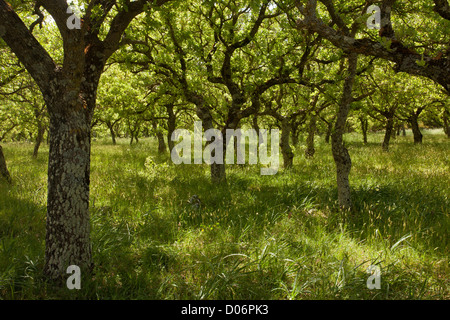 Valonea-Eiche, Quercus Ithaburensis {= Aegilops q oder q Macrolepis) auf Kreta, Griechenland. Stockfoto