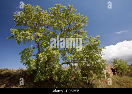 Valonea-Eiche, Quercus Ithaburensis {= Aegilops q oder q Macrolepis) auf Kreta, Griechenland. Stockfoto