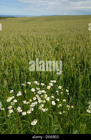 Bereich der Weizen und Ochsen-Auge Daisys Moray Schottland.  SCO 8447 Stockfoto