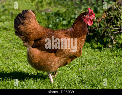 braune Rhode Island Red Hen Huhn Porträt Stockfoto