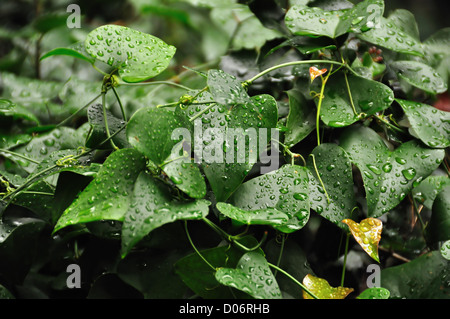 Grünen Efeu Pflanze Blättern mit Regentropfen. Zusammenfassung Hintergrund. Stockfoto